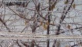 обледеніння