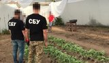 конопля
