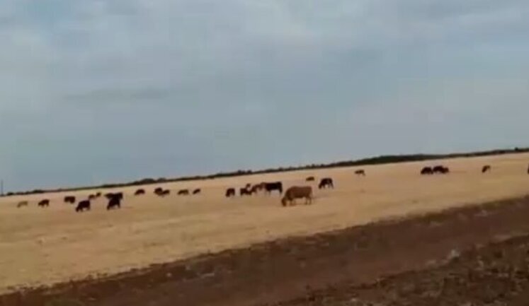 Russian man watches Ukrainian attack UAVs over Volgograd region: "F#ck, fourth one is coming! I’m grazing cows, and here are Khokhol’s fighters flying!". VIDEO