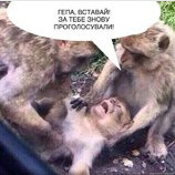 Где-то в "Шарите"