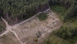 Суд отдал под застройку 10 га леса в Киеве
