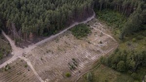 Суд отдал под застройку 10 га леса в Киеве