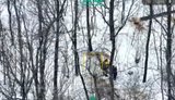 An illegal logging scheme involving officials has been uncovered in the Odesa region.
