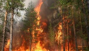 В Чернобыльской зоне горит лес. Огнем охвачено 1500 га. ФОТО