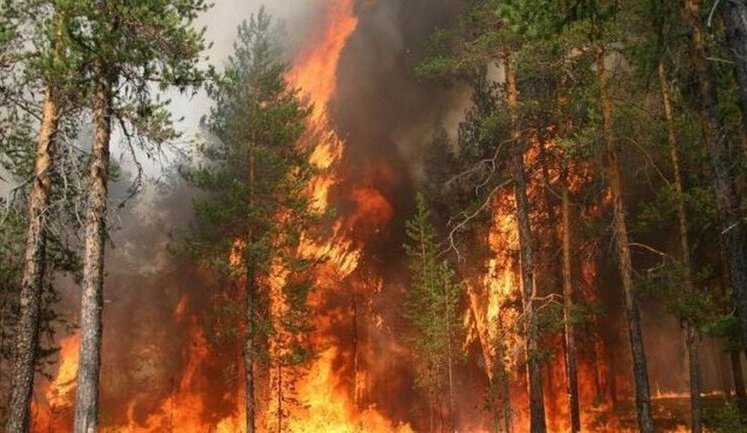 В Чернобыльской зоне горит лес. Огнем охвачено 1500 га. ФОТО