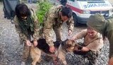 собаки операция антитеррористическая