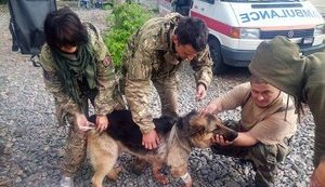 Dog saved two Ukrainian soldiers in Donbas shelling by covering them with his body. PHOTOS