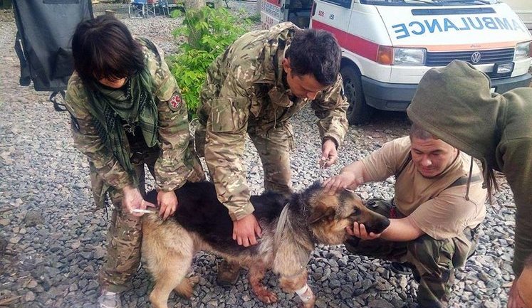 Dog saved two Ukrainian soldiers in Donbas shelling by covering them with his body. PHOTOS