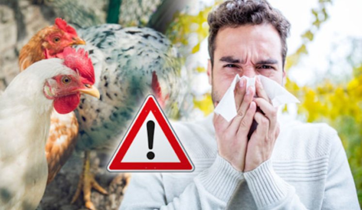 В США зафиксирована первая смерть от птичьего гриппа H5N5