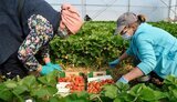 К 2030 году из Украины на заработки может выехать 3 млн трудоспособного населения, - Институт демографии