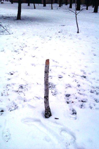 Цензор.НЕТ Изображение