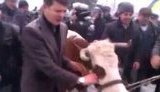 "Беркут" окружил двойным кольцом людей, пытающихся втащить в Раду корову. + ВИДЕО.