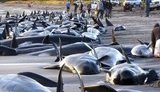 В США два десятка китов выбросились на берег. ФОТОрепортаж +Видео