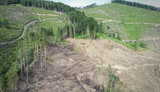 Ikea uses timber illegally harvested in Ukrainian Carpathians for its production