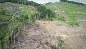 Ikea uses timber illegally harvested in Ukrainian Carpathians for its production