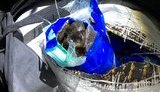 Спробу контрабанди в ЄС понад тонни бурштину блоковано на Закарпатті, - СБУ. ФОТО