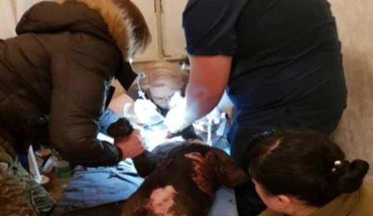 Військові лікарі на Донбасі врятували тяжко пораненого фронтового пса Капрала. Операція тривала 5 годин. ВІДЕО+ФОТОрепортаж