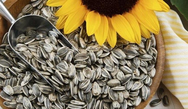 Фермери Євросоюзу вимагають скасувати українське 10% мито на насіння соняшнику, ріпаку та сої