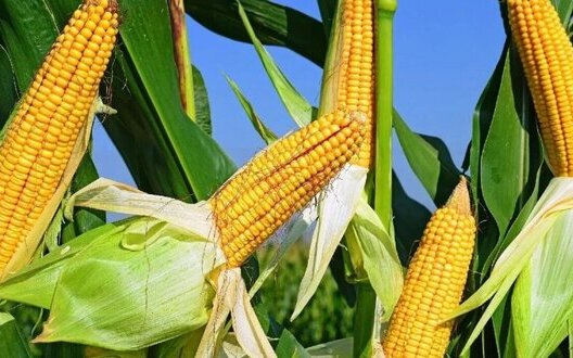 Врожай кукурудзи в Україні буде найменшим за останні 7 років