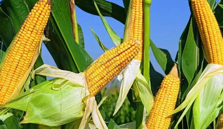 Українське продовольство почали експортувати потягами до Німеччини