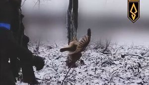 Бійці 429-го полку "АХІЛЛЕС" врятували сову з антидронової сітки. ВIДЕО