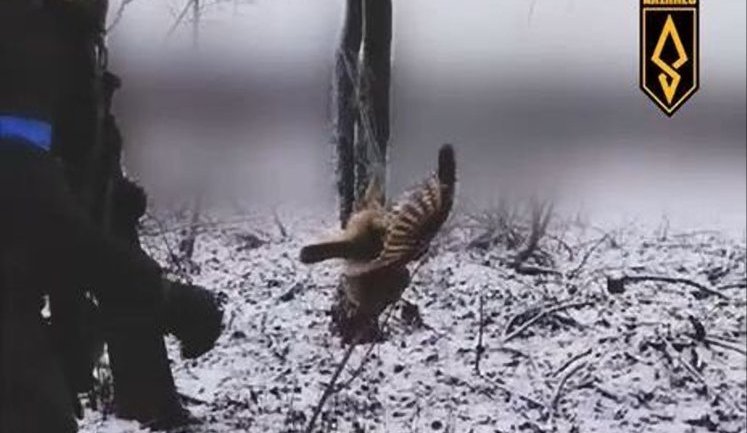 Бійці 429-го полку "АХІЛЛЕС" врятували сову з антидронової сітки. ВIДЕО