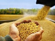 Переробники тягнуть через Раду 10% мита на експорт сої та ріпаку, бо не готові платити конкурентну ціну - ВАР