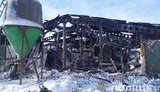 230 свиней загинули під час пожежі на Чернігівщині. ФОТО