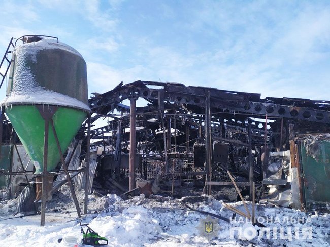 230 свиней загинули під час пожежі на Чернігівщині 01