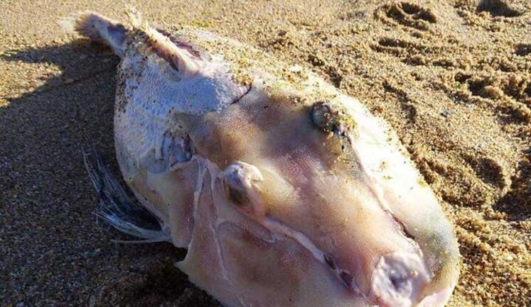 Red Book species of fish is dying in Sea of Azov. PHOTO