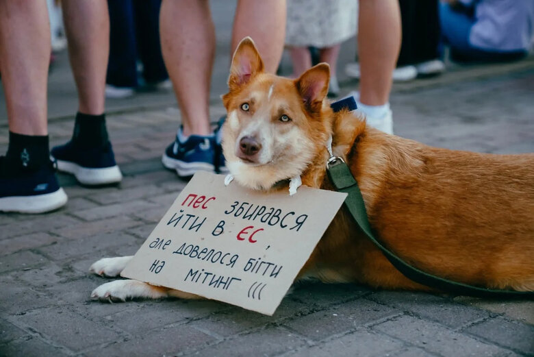 Собаки на мітингах