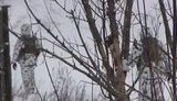 "У це село ми зайшли кілька днів тому", - ЗСУ взяли під контроль Новоолександрівку на Луганщині. ВIДЕО