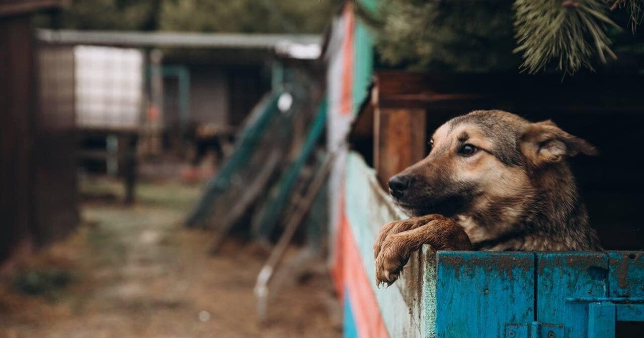 “BEST FRIENDS” – ПРИТУЛОК, ЯКИЙ БОМБАРДУВАЛИ | Цензор.НЕТ