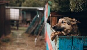 “BEST FRIENDS” – ПРИТУЛОК, ЯКИЙ БОМБАРДУВАЛИ