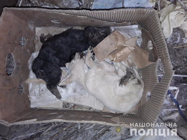 На Киевщине задержали догхантеров, замучивших более 50 животных 04