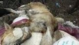 В Донецке зверски убивают собак: Они амбициозно готовятся к Евро и безжалостно истребляют животных. + ВИДЕО.