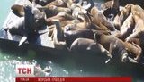 Сотни умирающих от истощения детенышей морских котиков выбросились на пляж в США. ВИДЕО