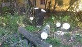 вырубка