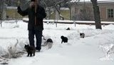 Коты Оптиной пустыни