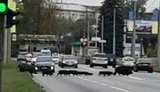 Багатодітне сімейство кабанів зупинило рух автомобілів у Харкові. ВIДЕО