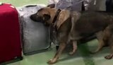 У "Борисполі" службовий пес знайшов 2 тисячі заборонених таблеток у двох чоловіків, що поверталися з Шарм-ель-Шейха. ВІДЕО+ФОТОрепортаж