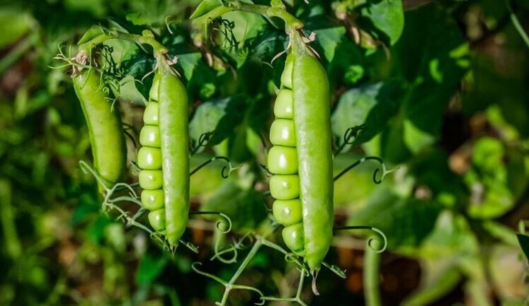 Китай відкрив свій ринок для імпорту українського гороху