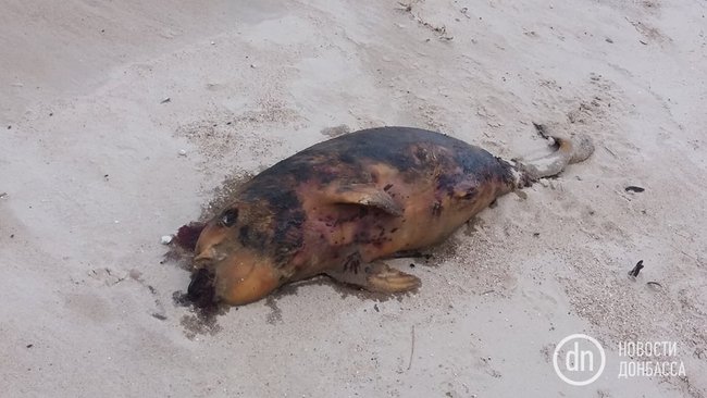 На узбережжі Азовського моря знайшли мертвих дельфінів 03