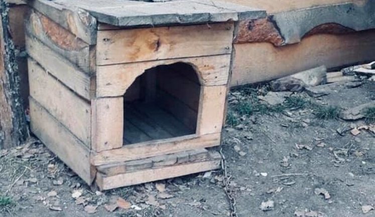 Связали собаку, размозжили ей голову и оставили умирать, - на Ривненщине возбудили дело о живодерстве. ФОТОрепортаж