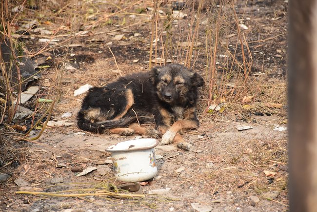 На Луганщині через пожежі перекрито рух у Станицю Луганську, - поліція 12 На Луганщині через пожежі перекрито рух у Станицю Луганську, - поліція 12