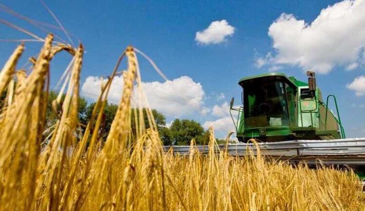 США знизили прогноз експорту української пшениці. ІНФОГРАФІКА