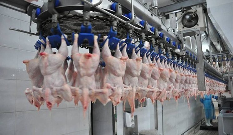 Торік Україна експортувала м’яса птиці на понад $1 мільярд: основні країни-імпортери