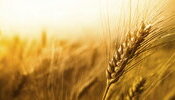 Україна в квітні збільшила експорт агропродукції