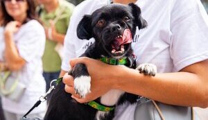 ПЕТ-ФРЕНДЛІ ЗАХОДИ: ЯК ПІДГОТУВАТИСЯ ДО СВЯТА З ХВОСТИКОМ