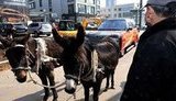 Первая Китайско-всемирная авто-война: после уничтожения Lamborghini китайцы запрягли ослами сломавшийся Range Rover. ФОТО